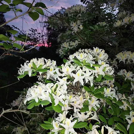 Kauni Vaatega Korter